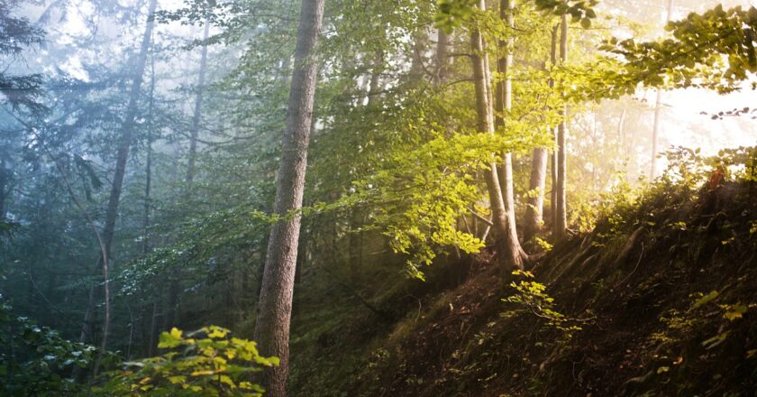 Lesy ČR plánují koupi lesů v Rumunsku za miliardu a půl