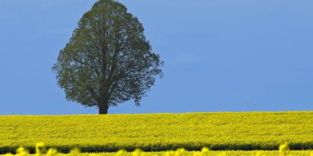 Socialistickým modelem drží elity občany v šachu