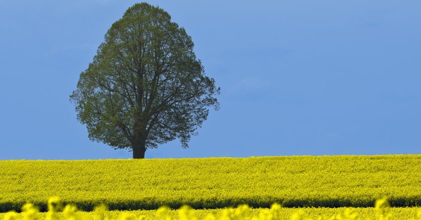 Socialistickým modelem drží elity občany v šachu