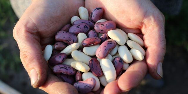 Podnikatelem roku je Kanaďan Murad Al-Katib, podnikající s luštěninami