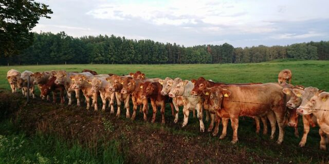Průmysl zrychlil růst cen, naopak v zemědělství klesly