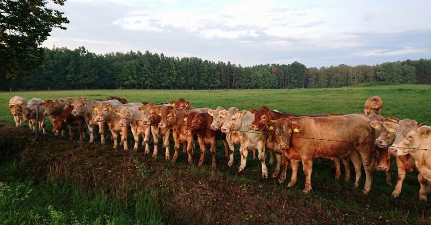 Vlastenci kupovali levné potraviny, teď se diví ceně másla