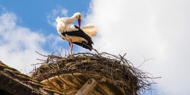 Žalobce dostal od policie obvinění v případu Čapího hnízda