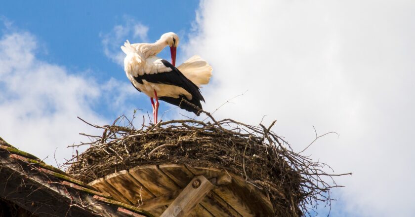 Žalobce dostal od policie obvinění v případu Čapího hnízda