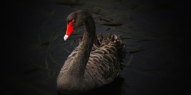 Přiletí černá labuť, symbol nepravděpodobných událostí?