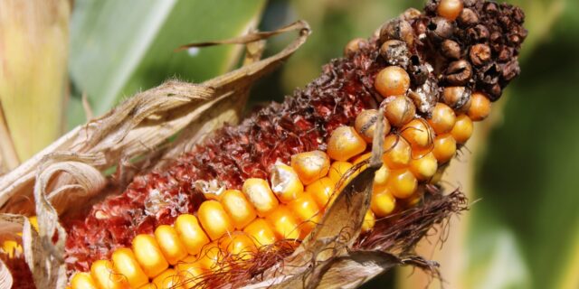 Vláda probere možnost snížení jistiny v úvěrech od PGRLF