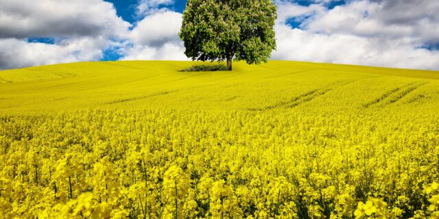 Schmarcz: Sedm pravd o Velké zelené lži. Zničme Zelený úděl, nebo on zničí nás