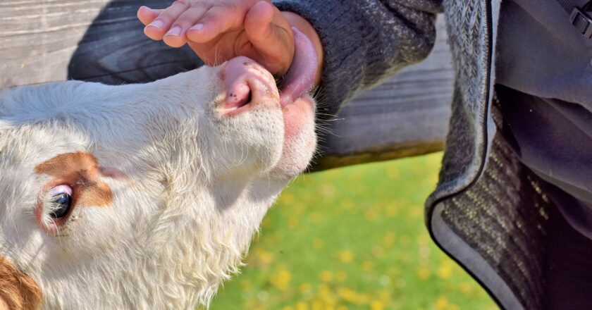 Kriminál by za chvíli mohl hrozit chovatelům slepiček či kraviček