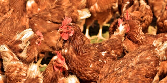 Perličky z pojišťovny: Řešili psychickou újmu slepic i půlmilionový průjem