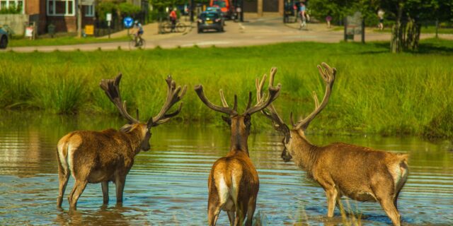Škody Čechům v cizině způsobily los, velbloud či mravenec