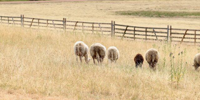 Vědci z ČZU: Kvůli suchu může Česku v budoucnu klesnout HDP