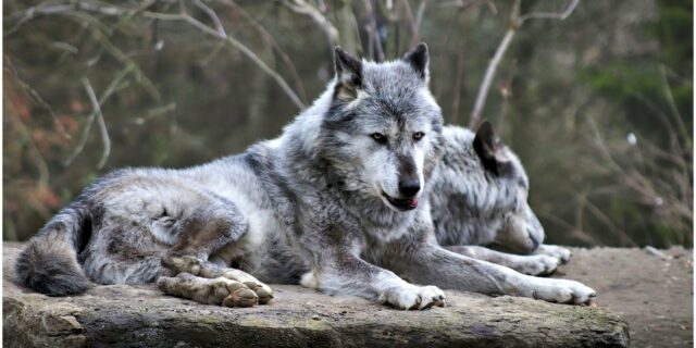 Zaveďme nulovou toleranci vůči „zábavní“, tedy nebezpečné pyrotechnice