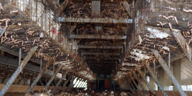 Obránci zvířat: Dezinformace agrární lobby, mýty a skutečnost