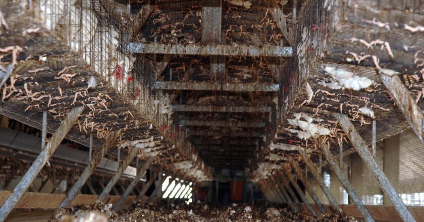 Obránci zvířat: Dezinformace agrární lobby, mýty a skutečnost