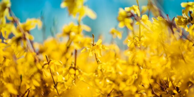 Za jídlo a koledu na Velikonoce utratíme průměrně kolem tří tisíc, ceny hlídáme více než loni. Tradiční zvyky ustupují domácí pohodě
