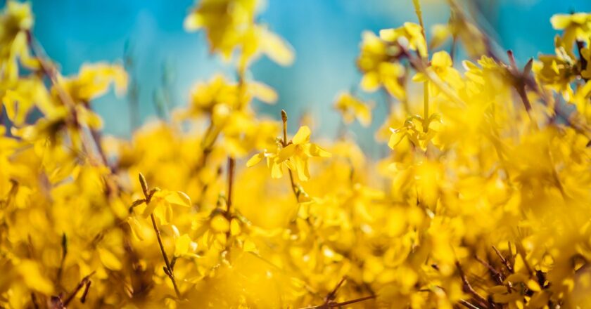 Za jídlo a koledu na Velikonoce utratíme průměrně kolem tří tisíc, ceny hlídáme více než loni. Tradiční zvyky ustupují domácí pohodě