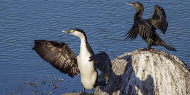 Recenze zákona o poskytování náhrad škod způsobených vybranými zvláště chráněnými živočichy