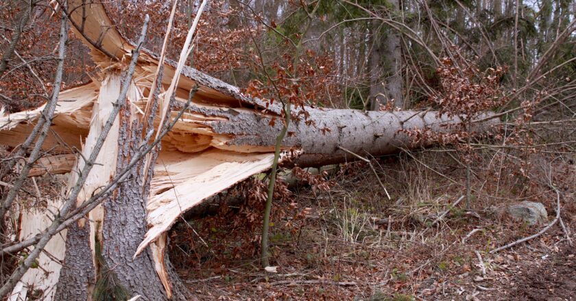 Pojišťovny: Vítr způsobil klientům stovky škod za miliony korun