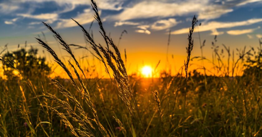 Spekulanti dál investují do zemědělských komodit