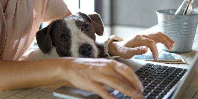 Lidé se státem více komunikují elektronicky. Důvodem je změna legislativy i stále větší nabídka služeb