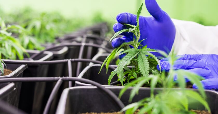 Průzkum: Jak se staví společnost k legalizaci trhu s konopím?