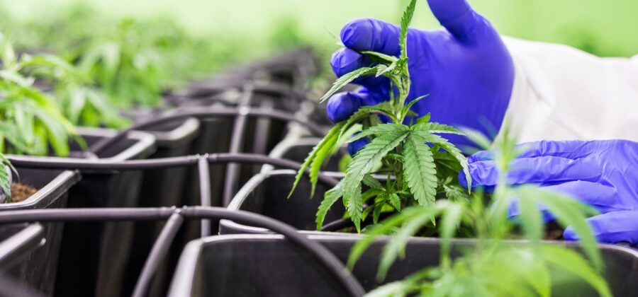 Průzkum: Jak se staví společnost k legalizaci trhu s konopím?