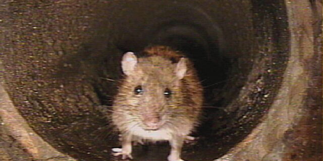 PVK vyrážejí do boje s pražskými potkany