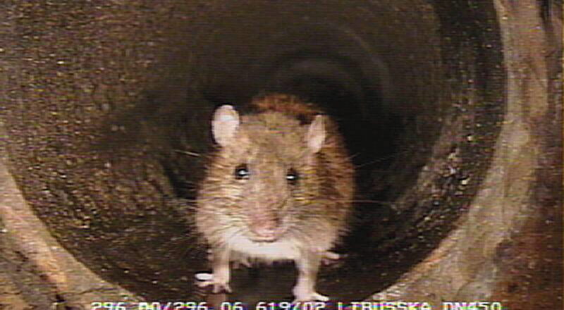 PVK vyrážejí do boje s pražskými potkany