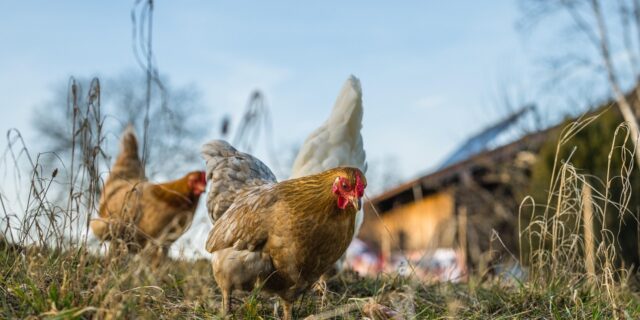 AI se stará o slepice