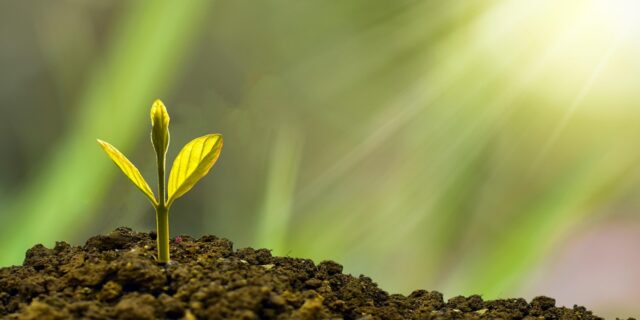 Nová zelená úsporám: Jak požádat a proč se to vyplatí?