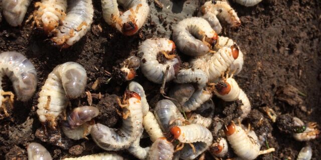 Nechme odpad červům