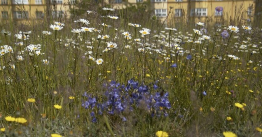 Projekt PVK „rozkvetlé a pestré vodojemy“ postoupil do finále Adapterra Award 2025