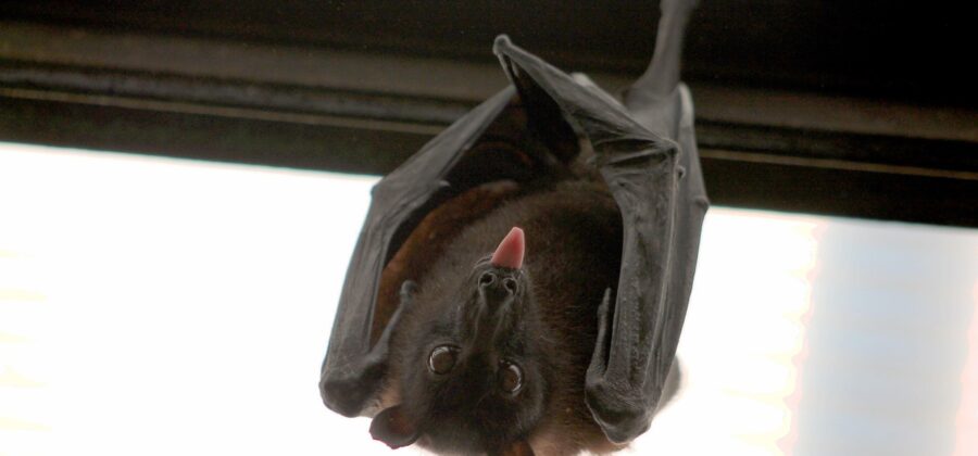 PVK společně s ochranáři monitorují pohyb netopýrů